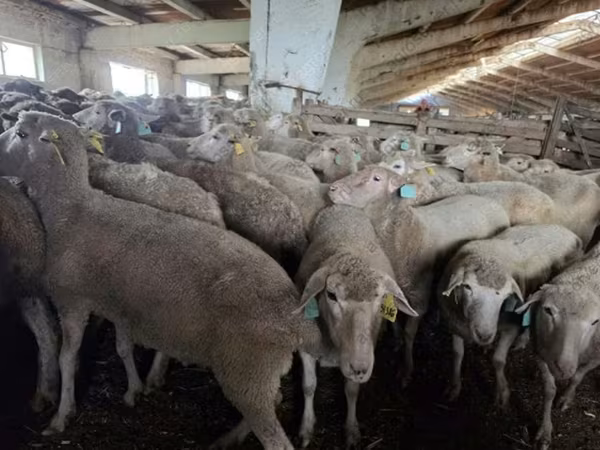 母羊, Kuibyshev sheep