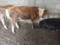 ثور, Simmental cattle — الصورة 6