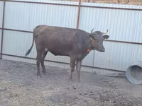 Сиыр, Swiss cattle — 3-сурет