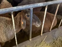 Sheep, Sheep — photo 1