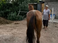 Mare, Canadian horse breed — photo 3
