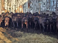 Қошқар, Hissar sheep — 5-сурет