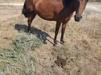 Mare, Horses — photo 4
