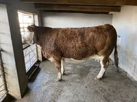 母牛, Cattle — 照片 1