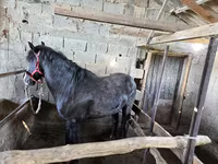 Айғыр, Жылқылар — 6-сурет