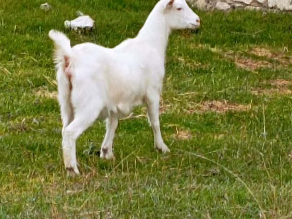 Ешкі, Ешкілер