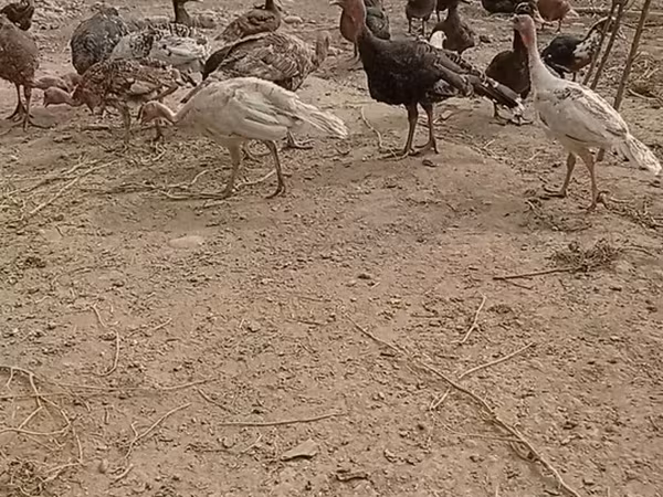 Қола