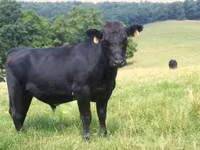 ثور, Simmental cattle — الصورة 1