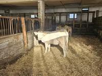 Vaca, Charolais cattle — foto 3