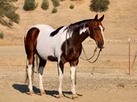Айғыр, National Show Horse — 6-сурет
