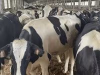 母牛, Holstein breed — 照片 5