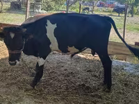 Bull, Cattle — photo 3