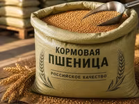Кормовая пшеница 5 класса | Россия | Опт и розница | Россыпью и в — фото 1