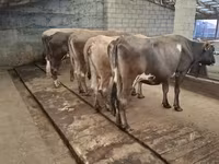 Bull, Cattle — photo 3