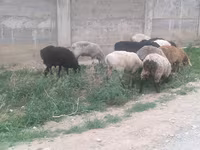 Қошқар, Hissar sheep — 3-сурет