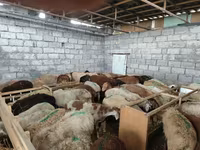Sheep, Sheep — photo 8