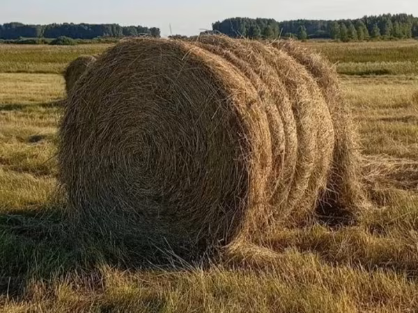 Сено