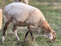 Widder, Romanov sheep — Foto 6
