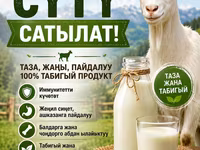 Козье молоко от хозяйства «Тилекбай» - 100% натуральный продукт — الصورة 1