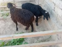 Ram, Hissar sheep — photo 1