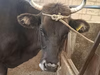 Bull, Cattle — photo 5