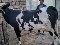Cow, Holstein breed — photo 8