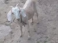 Goat, Goats — photo 5
