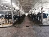 بقرة, Swiss cattle — الصورة 3