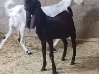 Ziege, Kamori goats — Foto 4