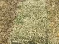 Горный сено Клевер☘️ +ДОСТАВКА — Foto 2