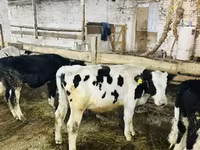 Bull, Holstein breed — photo 5