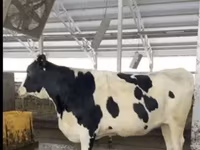 Сиыр, Голштин тұқымы — 7-сурет