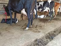 Vaca, Ganado vacuno — foto 5
