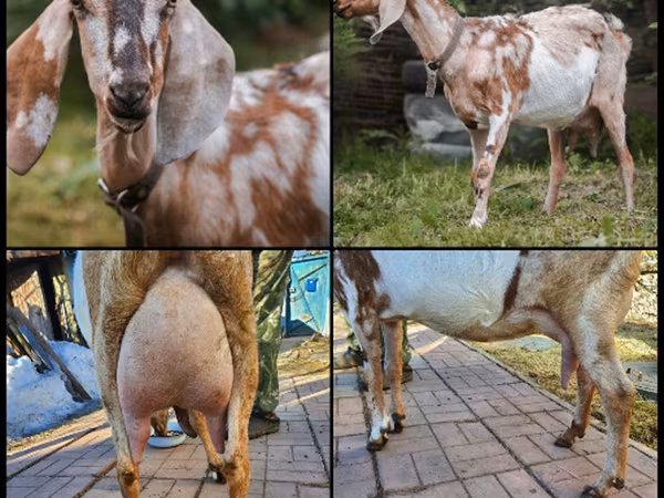 Ешкі, Nubian Goat