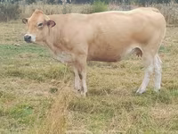 Vaca, Raza de vaca — foto 7