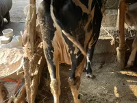 सांड, Simmental cattle — फ़ोटो 3