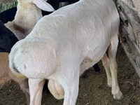 Ram, Hissar sheep — photo 3