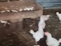 Chickens — 4-сурет