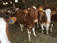 Kuh, Aberdeen-Angus — Foto 1