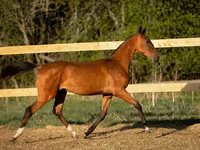 Hengst, Akhal-Teke — Foto 4
