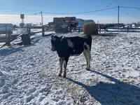 गाय, Russian Black pied cattle — फ़ोटो 3