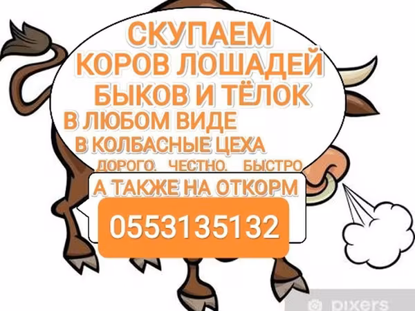 Бұқа, Ірі қара