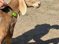 Ram, Arashan sheep — photo 2