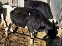 Cow, Holstein breed — photo 4