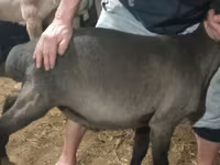 Қошқар, Hissar sheep — 3-сурет