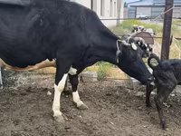 Cow, Russian Black pied cattle — photo 5