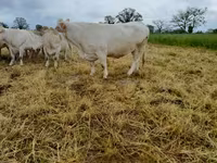 Сиыр, Charolais cattle — 8-сурет