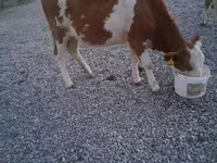 Bulle, Swiss cattle — Foto 6