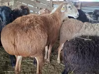 Қошқар, Arashan sheep — 3-сурет
