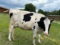 Cow, Holstein breed — photo 4